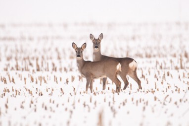 VHV Wildtiere im Winter radionews