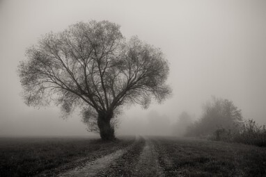 Grauer Herbst