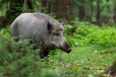 Pressefoto Wildschwein im Wald