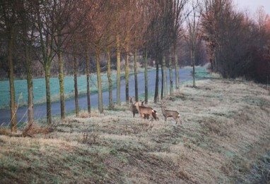 241015 LVM Beitrag Wildwechsel